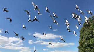 Birds Flying in The Sky Non Copyright Video Clip [upl. by Vaclava]