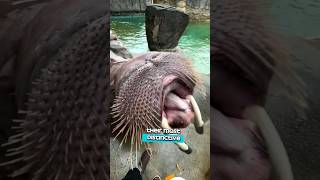 Arctic Giants  The Fascinating World of Walruses [upl. by Aillicirp]