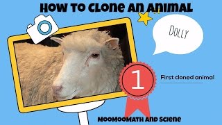 How to cloneHow Dolly the sheep was cloned [upl. by Anitneuq]