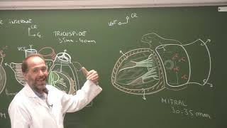 Thorax 3  Anatomie du cœur Heart external morphology and cardiac cavities [upl. by Ellenwahs]