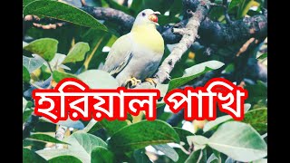 হরিয়াল Green pigeon [upl. by Eiznik]