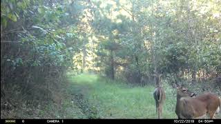 Trail Camera Footage Broken Bow Oklahoma October 2019 [upl. by Abla780]