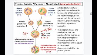 73 k Allopolyploidy [upl. by Arammat]