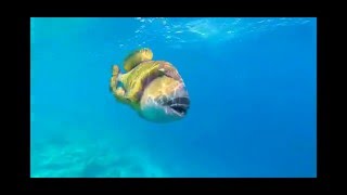 Trigger fish attack in the Maldives [upl. by Laureen]