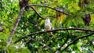 Birdwatching  Jacamar Tours [upl. by Ioyal217]