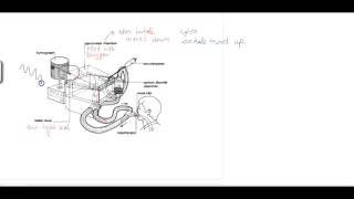 Pulmonary Function Tests PFT Lesson 2  Spirometry [upl. by Novets346]