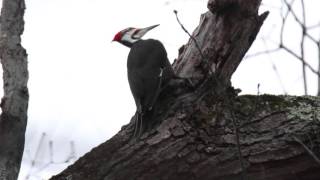 Pileated Woodpecker drumming [upl. by Kele]