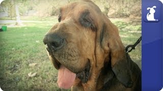 Bloodhound  Doglopedia [upl. by Ernaline]