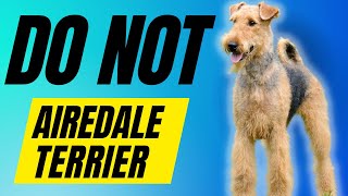 7 Reasons You SHOULD NOT Get a Airedale Terrier [upl. by Stedman]