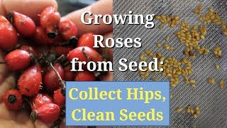 Growing Roses from Seed Collect Hips Clean and Save Seeds [upl. by Mccallum]