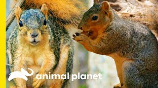 How Do Squirrels Find Their Nuts  How Do Animals Do That [upl. by Mireille921]