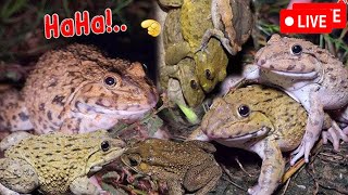 🤏🐸Boing Boing web catching frogs🤏🐸flying amp Jumping Part 8 [upl. by Hareenum]