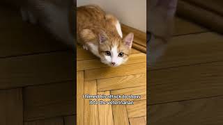 Cat Asthma Attack How to Spot It and Act Quickly catasthma cathealth catlover catvideos shorts [upl. by Enineg]