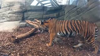 TWYCROSS ZOO Part 2 2024 [upl. by Aisyle]