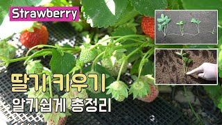 딸기 키우기 알기 쉽게 총정리 물주기 모종 심는방법 번식요령 등 How To Grow Strawberries [upl. by Elvin]