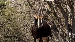 Wildlife featuring Tsessebe Giraffes and Kudus  Chobe National Park [upl. by Aihseyn]