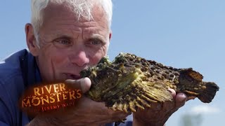 The Venomous Stone Fish  STONE FISH  River Monsters [upl. by Tadio]