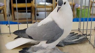 unique pigeon  Types of Pigeons 30 Different Species of Pigeons with Pics [upl. by Ocsicnarf]