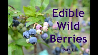 Edible Wild Berries  Part 1 [upl. by Alten551]