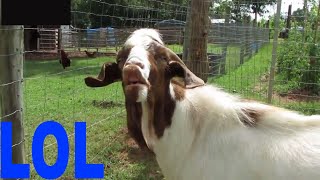 Goats making Funny faces  Funny Goat Compilation [upl. by Alekahs]