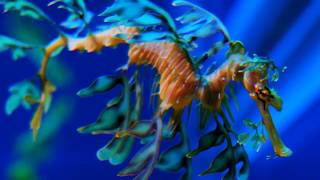 Facts The Leafy Seadragon [upl. by Yehs]