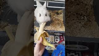 Oliver eats a bananaold video [upl. by Haron807]