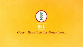 DNA Baupläne des Organismus [upl. by Artined]