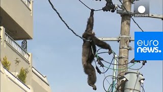 Chimp escape Primate swings from live power lines falls from electricity pole  euronews 🇬🇧 [upl. by Adiaros82]