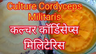 Culture For Cordyceps Militaris Keeda jadi Training in India Himalaya Cordyceps Farming Seeds [upl. by Dias]