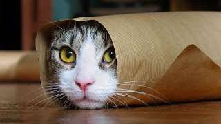 Funny Cats Compilation Most Popular Part 2 [upl. by Asseneg819]