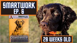 Boykin Spaniel Duck Dog Training With SMARTWORK OBEDIENCE Ep6 [upl. by Muller]