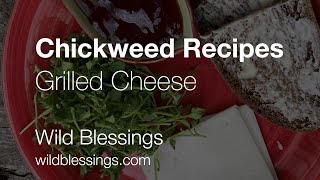 Chickweed Recipes  Grilled Cheese the Wild Blessings way [upl. by Jenifer]