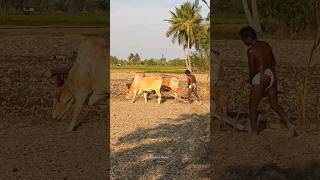 ploughing with bulls by farmer  bull ploughing the field cow ploughing the field ox ploughing field [upl. by Ecirtram]