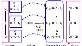 Transesterification its mechanism and applications [upl. by Ellerrad]