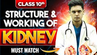 Structure and Working Of Kidney  Life Process  Biology class 10  Prashant Kirad [upl. by Dorice]