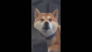 EVERY SOUND A SHIBA INU MAKES IN UNDER 2 MINUTES 柴犬の音  😂😂 [upl. by Hamehseer]