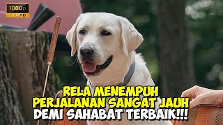 Kisah Persahabatan Anak Manusia Dan Seekor Anjing Yang Baik Hati  Alur Cerita Film Dog Gone 2023 [upl. by Idram889]