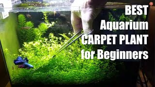 BEST AQUARIUM CARPET PLANT for Beginners [upl. by Yragerg]