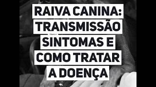 Raiva canina transmissão sintomas e como tratar a doença [upl. by Ackler]