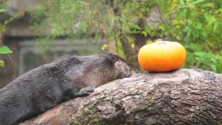 North American River Otters [upl. by Rehc519]