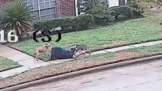 2 large pit bulls shot in Katy area after attacking 3 people including HCSO deputy [upl. by Stenger263]