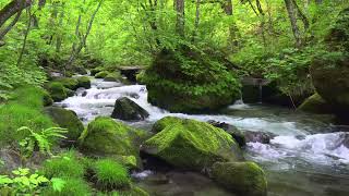 Calming Creek Water Sounds Natures White Noise for Focus amp Study [upl. by Eessac]