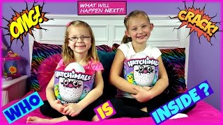 HATCHIMALS WHO WILL I HATCH  Magic Box Toys Collector [upl. by Omari]