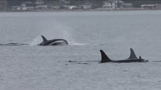 Orcas spotted in Washingtons Penn Cove for first time in over five decades [upl. by Eelrak20]