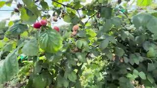 Picking Raspberries in Larriland Farm [upl. by Adnileb304]