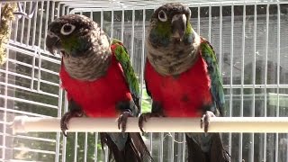 Crimson Bellied Conures [upl. by Aivekal]