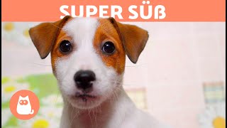 Süße HundewelpenVideos in 4k Ultra HD 🐶 [upl. by Nytsud447]