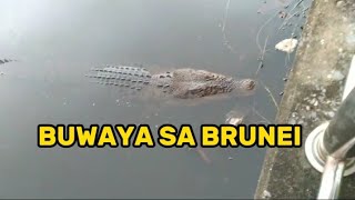 BUWAYA SA BRUNEI [upl. by Xxam376]