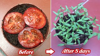 How to grow tomatoes from seeds [upl. by Oiliruam698]