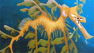 The Leafy Sea Dragon [upl. by Freberg286]